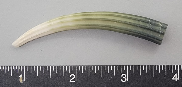 Elegant Elephant Tusk Shell #18 - 1 pc - 75mm