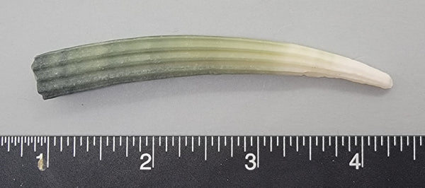 Elegant Elephant Tusk Shell #19 - 1 pc - 83mm