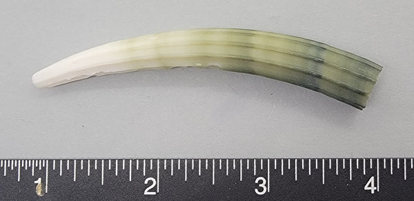 Elegant Elephant Tusk Shell #20 - 1 pc - 75mm