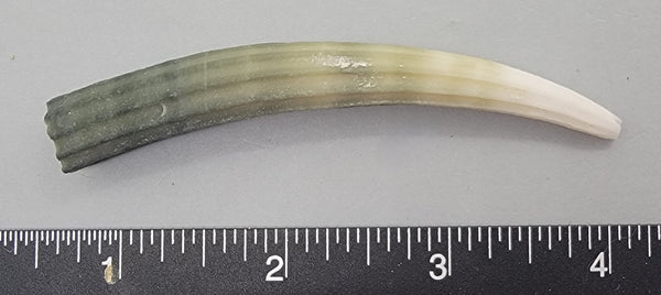 Elegant Elephant Tusk Shell #21 - 1 pc - 88mm