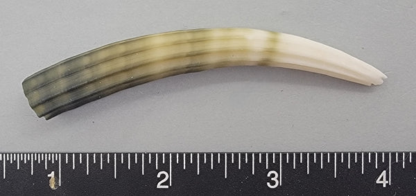 Elegant Elephant Tusk Shell #22 - 1 pc - 80mm