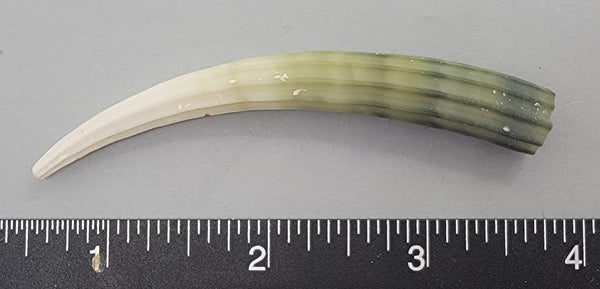 Elegant Elephant Tusk Shell #23 - 1 pc - 82mm