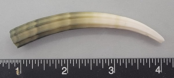 Elegant Elephant Tusk Shell #24 - 1 pc - 77mm