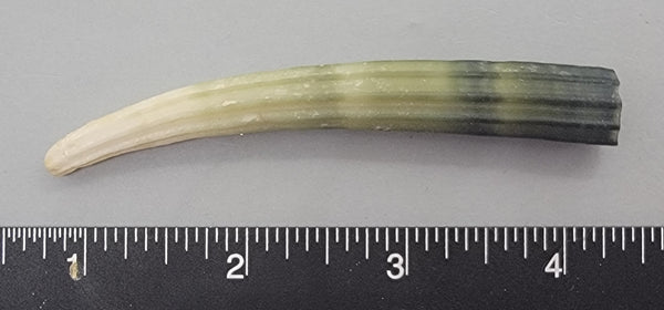 Elegant Elephant Tusk Shell #25 - 1 pc - 88mm