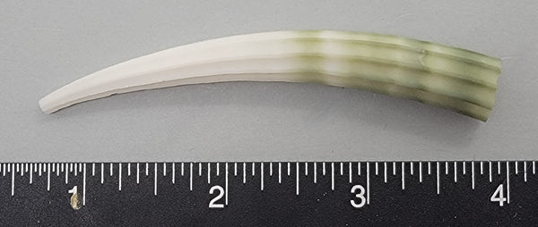 Elegant Elephant Tusk Shell #26 - 1 pc - 81mm