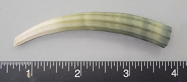 Elegant Elephant Tusk Shell #27 - 1 pc - 81mm