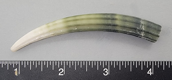 Elegant Elephant Tusk Shell #28 - 1 pc - 84mm