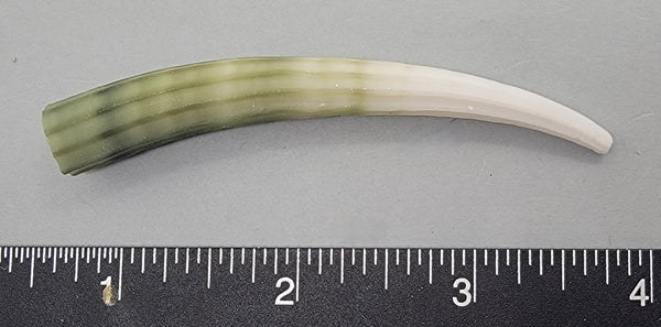 Elegant Elephant Tusk Shell #29 - 1 pc - 78mm