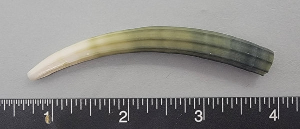 Elegant Elephant Tusk Shell #2 - 1 pc - 80mm