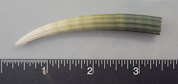 Elegant Elephant Tusk Shell #3 - 1 pc - 76mm