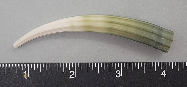 Elegant Elephant Tusk Shell #4 - 1 pc - 84mm