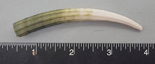 Elegant Elephant Tusk Shell #5 - 1 pc - 83mm