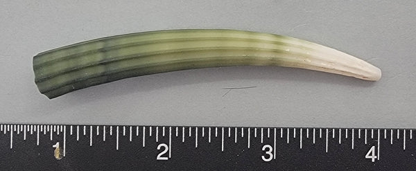 Elegant Elephant Tusk Shell #7 - 1 pc - 84mm