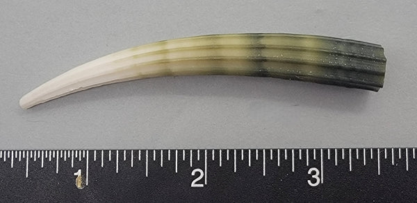 Slephant Shell Elegant Elephant Tusk Shell #8 - 1 pc - 76mm – Shells for Artists