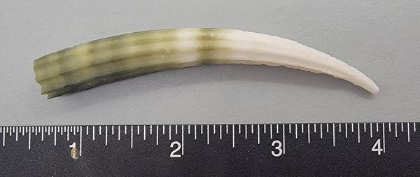 Elegant Elephant Tusk Shell #9 - 1 pc - 82mm