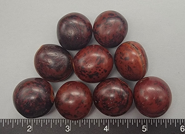 Sea Beans - 20mm to 25mm - 9pcs