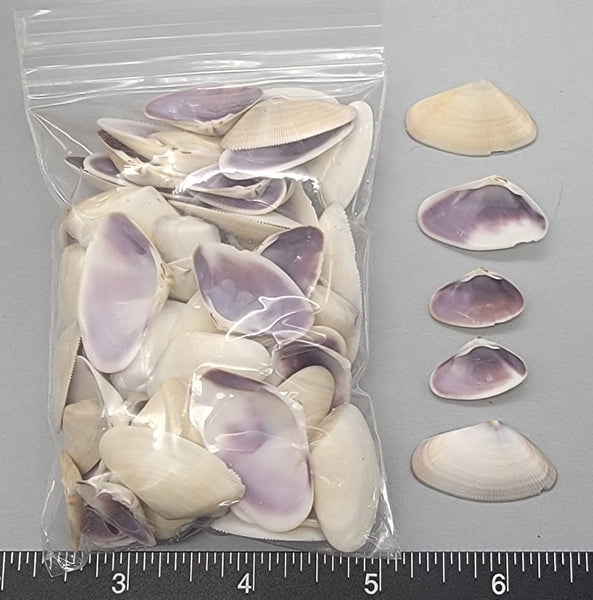 Big White Coquinas with Purple Interiors - 15mm to 35mm - 3" x 4" bag