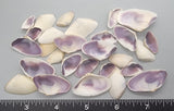 Big White Coquinas with Purple Interiors - 15mm to 35mm - 3" x 4" bag