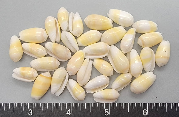 Carnelian Olive Shells - 15mm to 19mm - 32pcs