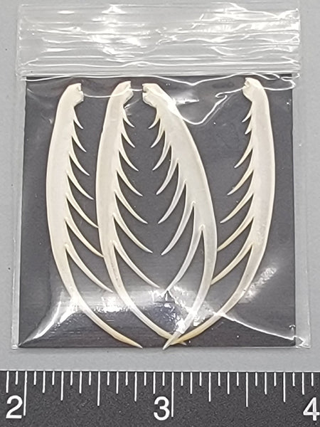 Extra Large Squilla Claws - 4pcs - 46mm to 51mm