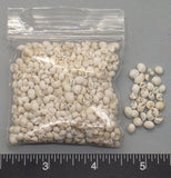 Very White Mongo Snails - 2.5"x2.5" bag - 4mm to 6mm