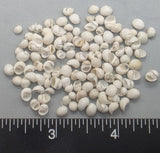 Very White Mongo Snails - 2.5"x2.5" bag - 4mm to 6mm