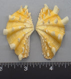 Ruffled Clam #10 - 55mm x 33mm