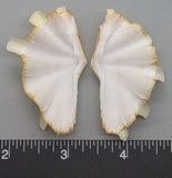 Ruffled Clam #10 - 55mm x 33mm