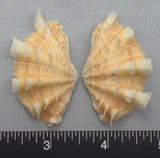 Ruffled Clam #11 - 50mm x 29mm