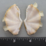 Ruffled Clam #11 - 50mm x 29mm