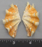Ruffled Clam #12 - 55mm x 22mm