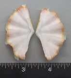 Ruffled Clam #12 - 55mm x 22mm