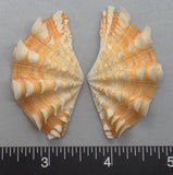 Ruffled Clam #13 - 55mm x 30mm