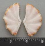 Ruffled Clam #13 - 55mm x 30mm