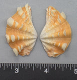 Ruffled Clam #14 - 45mm x 27mm