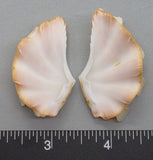 Ruffled Clam #14 - 45mm x 27mm