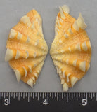 Ruffled Clam #15 - 57mm x 29mm