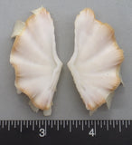 Ruffled Clam #15 - 57mm x 29mm
