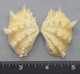 Ruffled Clam #16 - 50mm x 36mm