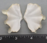 Ruffled Clam #16 - 50mm x 36mm
