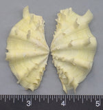 Ruffled Clam #17 - 66mm x 33mm