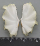 Ruffled Clam #17 - 66mm x 33mm