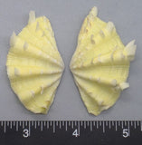 Ruffled Clam #18 - 58mm x 28mm
