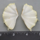 Ruffled Clam #18 - 58mm x 28mm