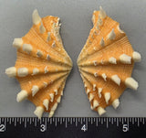 Ruffled Clam #1 - 60mm x 35mm