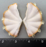 Ruffled Clam #1 - 60mm x 35mm