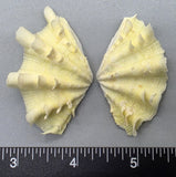 Ruffled Clam #2 - 55mm x 33mm