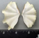 Ruffled Clam #2 - 55mm x 33mm