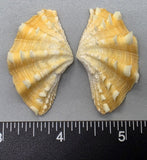 Ruffled Clam #3 - 47mm x 28mm