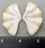 Ruffled Clam #3 - 47mm x 28mm